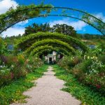 Descubre como se cuidan y cultivan las rosas en verano. Jardinea Jardineros Profesionales en Madrid. Mantenimiento y Diseño de jardines.