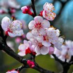 Descubre gratis los arboles y arbustos que te reducen la factura de la luz