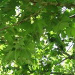 Descubre gratis los arboles y arbustos que te reducen la factura de la luz
