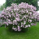 Descubre gratis los arboles y arbustos que te reducen la factura de la luz