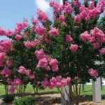 Descubre gratis los arboles y arbustos que te reducen la factura de la luz
