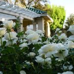 Descubre las rosas blancas de mayor pureza y elegancia natural. Jardinea Jardineros Profesionales en Madrid. Mantenimiento y Diseño de jardines.