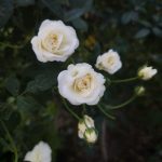 Descubre las rosas blancas de mayor pureza y elegancia natural. Jardinea Jardineros Profesionales en Madrid. Mantenimiento y Diseño de jardines.