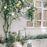 Descubre las rosas blancas de mayor pureza y elegancia natural. Jardinea Jardineros Profesionales en Madrid. Mantenimiento y Diseño de jardines.