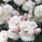 Descubre las rosas blancas de mayor pureza y elegancia natural. Jardinea Jardineros Profesionales en Madrid. Mantenimiento y Diseño de jardines.
