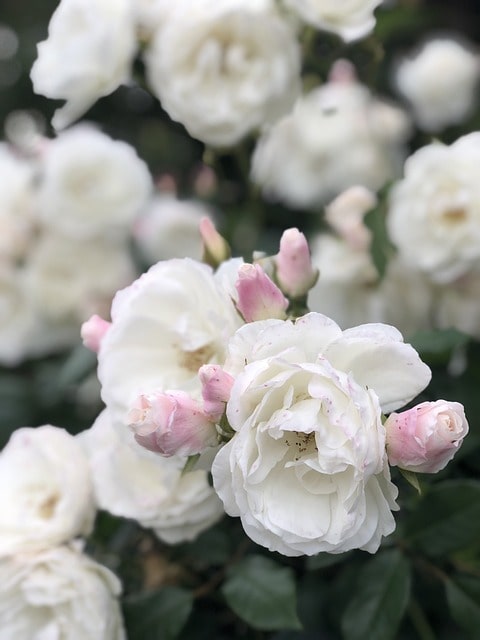 Descubre las rosas blancas de mayor pureza y elegancia natural. Jardinea Jardineros Profesionales en Madrid. Mantenimiento y Diseño de jardines.