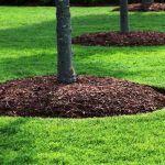 Descubre que es el mulching, y conoce todos sus beneficios . Jardinea Jardineros Profesionales en Madrid. Mantenimiento y Diseño de jardines.