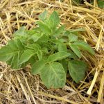 Descubre que es el mulching, y conoce todos sus beneficios . Jardinea Jardineros Profesionales en Madrid. Mantenimiento y Diseño de jardines.