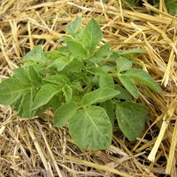 Descubre que es el mulching, y conoce todos sus beneficios . Jardinea Jardineros Profesionales en Madrid. Mantenimiento y Diseño de jardines.