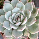 Diseño de Terrarios vegetales Consejos Jardinea diseño de jardines en Madrid Echeveria colorata