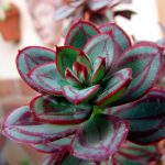 Diseño de Terrarios vegetales Consejos Jardinea diseño de jardines en Madrid Echeveria-nodulosa
