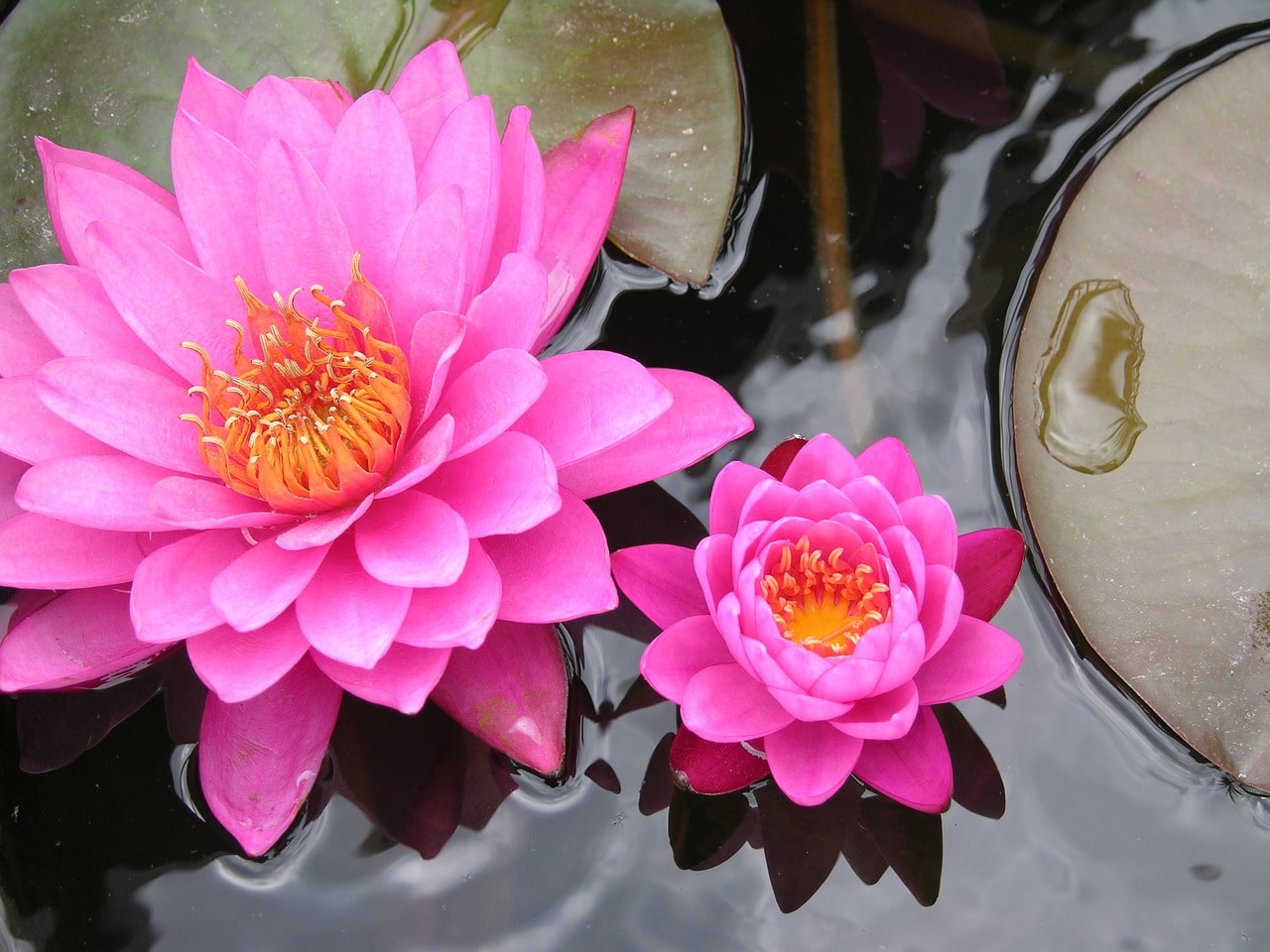 Cómo Cultivar Hermosas Flores de Loto en tu Jardín