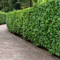 Diseño de jardines en Madrid Jardinea. Como utilizar plantas para independizar tu jardín