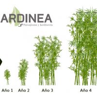 Diseño de jardines en Madrid Jardinea. Como utilizar plantas para independizar tu jardín - 1 (2)