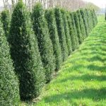 Diseño de jardines en Madrid Jardinea. Como utilizar plantas para independizar tu jardín