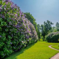 Diseño de jardines en Madrid Jardinea. Como utilizar plantas para independizar tu jardín