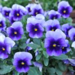 Diseño de jardines-paisajismo y mantenimiento Jardinea