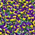 Diseño de jardines-paisajismo y mantenimiento Jardinea