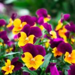 Diseño de jardines-paisajismo y mantenimiento Jardinea
