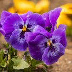 Diseño de jardines-paisajismo y mantenimiento Jardinea