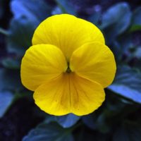 Diseño de jardines-paisajismo y mantenimiento Jardinea