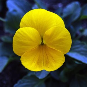 Diseño de jardines-paisajismo y mantenimiento Jardinea