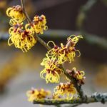 Diseño de jardines-paisajismo y mantenimiento Jardinea Avellano de bruja