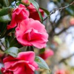 Diseño de jardines-paisajismo y mantenimiento Jardinea Camelia roja