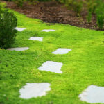 Diseño de jardines-paisajismo y mantenimiento Jardinea Menta de corcega 01