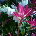 Diseño de jardines-paisajismo y mantenimiento Jardinea Pieris Japonica
