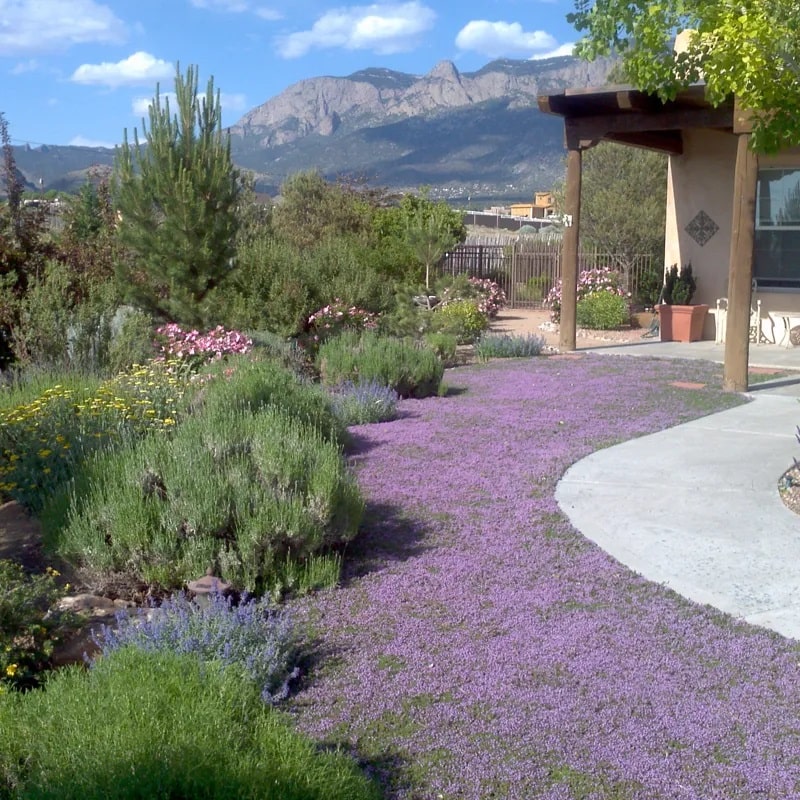 Diseño de jardines-paisajismo y mantenimiento Jardinea Plantas tapizantes