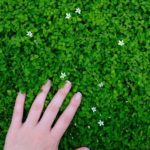 Diseño de jardines-paisajismo y mantenimiento Jardinea Pratia pedunculata o lobelia pecundulata