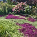 Diseño de jardines-paisajismo y mantenimiento Jardinea Tomillo rastreo