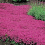 Diseño de jardines-paisajismo y mantenimiento Jardinea Tomillo rastreo