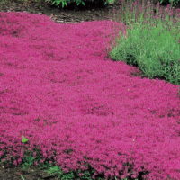 Diseño de jardines-paisajismo y mantenimiento Jardinea Tomillo rastreo