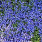 Diseño de jardines-paisajismo y mantenimiento Jardinea Veronica umbrosa