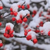 Diseño de jardines-paisajismo y mantenimiento Jardinea Winterberry acebo de invierno