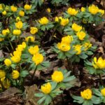 Diseño de jardines-paisajismo y mantenimiento Jardinea aconitos de invierno en pradera