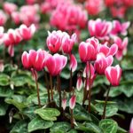 Diseño de jardines-paisajismo y mantenimiento Jardinea cyclamen rosa oscuro