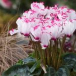 Diseño de jardines-paisajismo y mantenimiento Jardinea cyclamen rosa blanco
