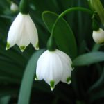 Diseño de jardines-paisajismo y mantenimiento Jardinea flores de invierno Campanillas de invierno. Snowdrops
