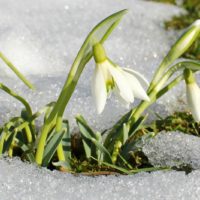 Diseño de jardines-paisajismo y mantenimiento Jardinea flores de invierno Campanillas de invierno. Snowdrops