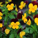 Diseño de jardines-paisajismo y mantenimiento Jardinea flores de invierno Viola-cornuta