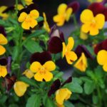 Diseño de jardines-paisajismo y mantenimiento Jardinea flores de invierno Viola-cornuta