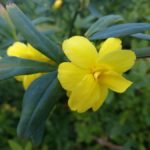 Diseño de jardines-paisajismo y mantenimiento Jardinea flores de invierno jazmin de invierno