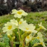 Diseño de jardines-paisajismo y mantenimiento Jardinea mahonia Prímulas amarillas