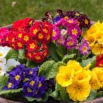 Diseño de jardines-paisajismo y mantenimiento Jardinea mahonia Prímulas de varios colores