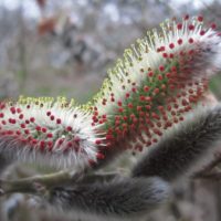 Diseño de jardines-paisajismo y mantenimiento Jardinea pussy willow