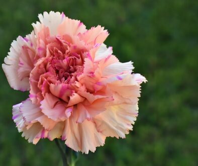 Diseño-de-jardines-y-su-mantenimiento-en-Alcobendas EL CLAVEL ROSA. FLOR TÍPICA DE SAN ISIDRO EN MADRID