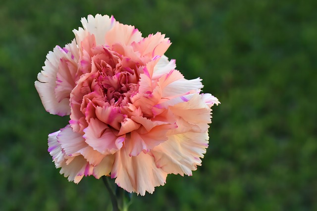 Diseño-de-jardines-y-su-mantenimiento-en-Alcobendas EL CLAVEL ROSA. FLOR TÍPICA DE SAN ISIDRO EN MADRID
